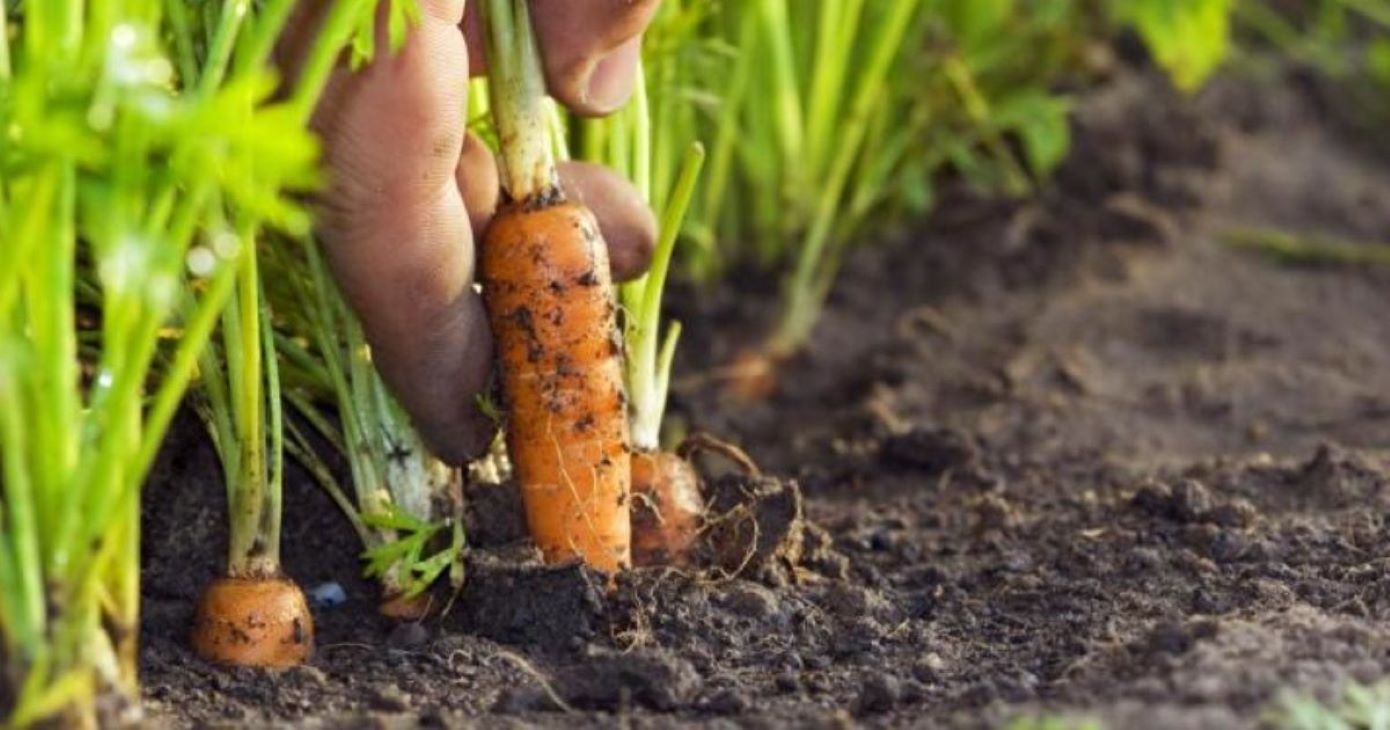 Які рослини найкраще садити на одній ділянці з морквою