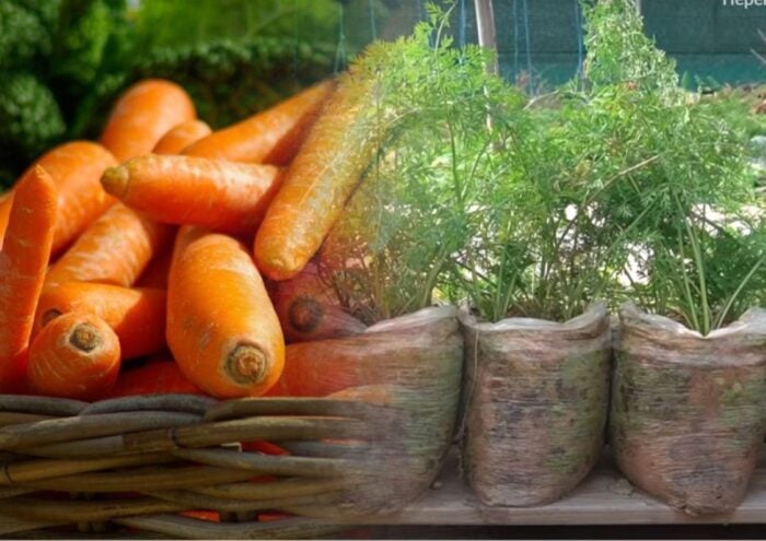 Технологія вирощування моркви: глибина посадки та норма висіву