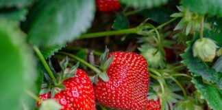 Як доглядати за полуницею навесні, щоб отримати багатий врожай
