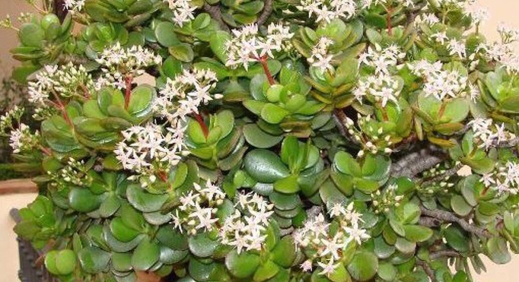 Що зробити з грошовим деревом, аби воно зацвіло та не сохло: геніальний метод моєї свекрухи перевершив все 