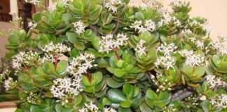 Флорист розповів, як змусити грошове дерево цвісти