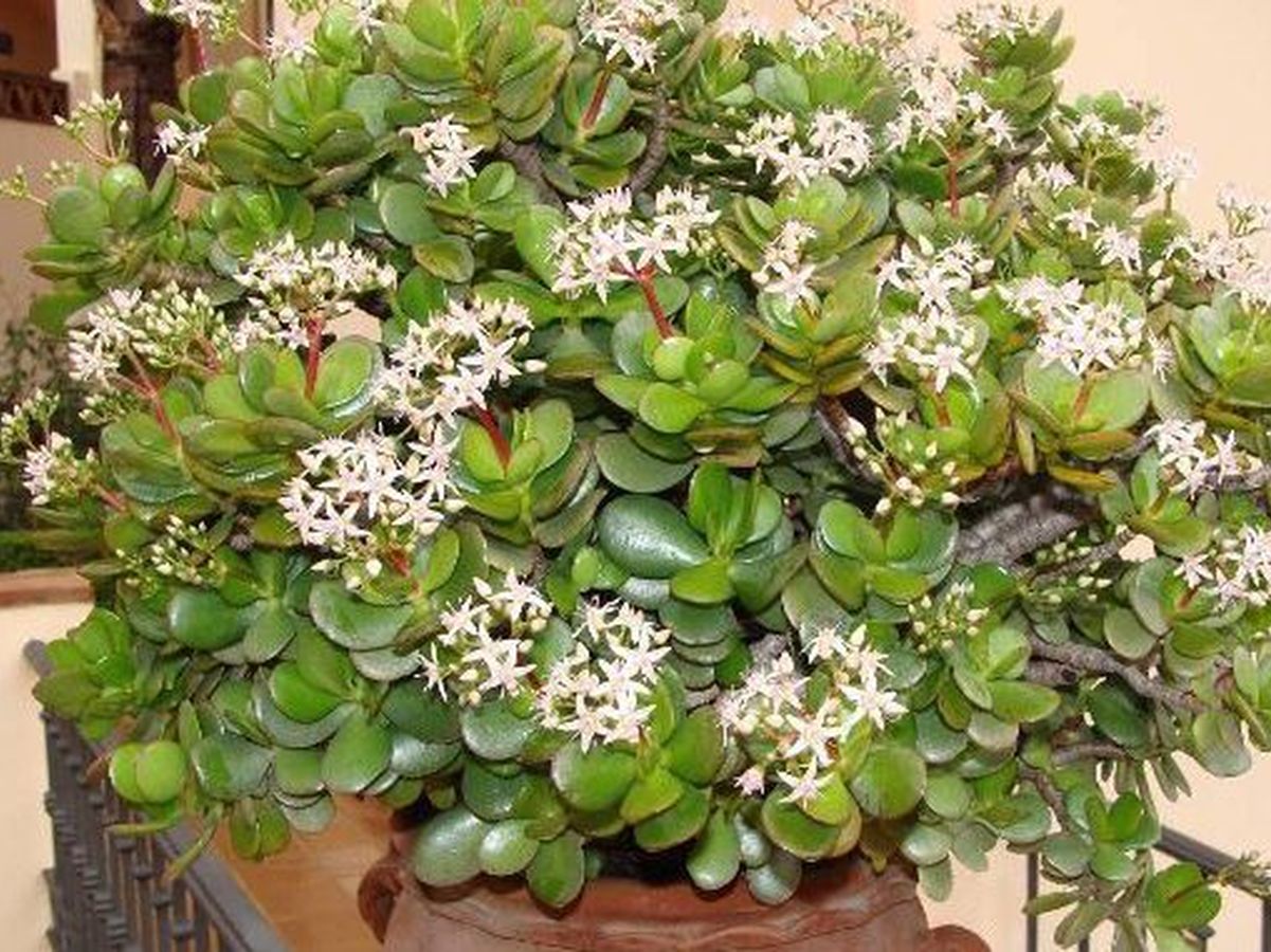 Флорист розповів, як змусити грошове дерево цвісти