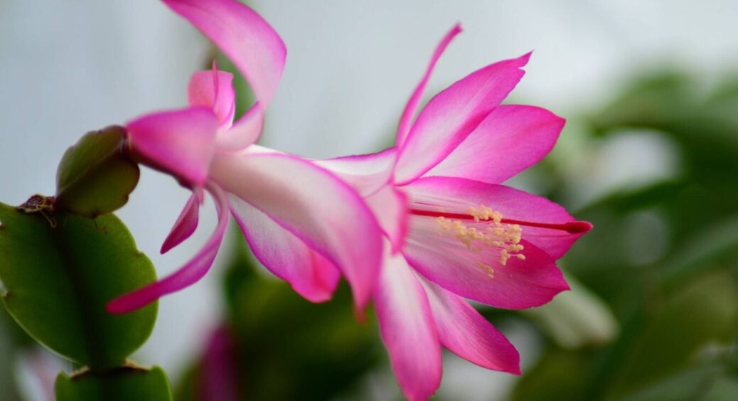 Всього одна ложка цього в грудні під декабрист і товстянку, і вони попруть в ріст: не добриво, а скарб 