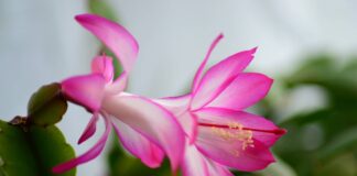 Експерти назвали ефективне добриво для кімнатних рослин