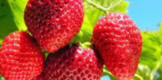 Як правильно посіяти полуницю в лютому 