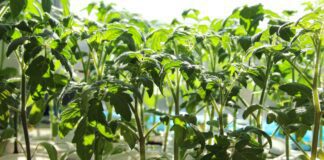 Ця біла супер-підкормка для томатів - мій секрет багатого врожаю