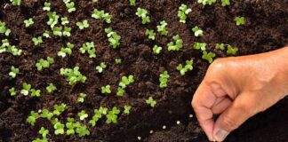 Експерти розповіли, як квіти можна посіяти в лютому