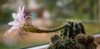 Садівники розповіли, що робити, якщо на кактусі зʼявилася гниль 