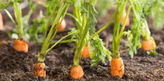 Які рослини найкраще садити на одній ділянці з морквою