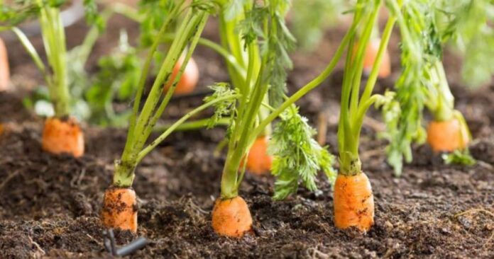 Які рослини найкраще садити на одній ділянці з морквою