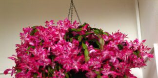 Чим удобрити декабрист взимку