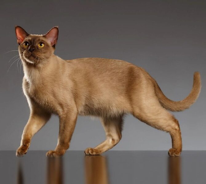 Бурманська кішка
