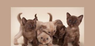 Обираємо чотирилапого друга: п'ять найласкавіших порід котів у світі