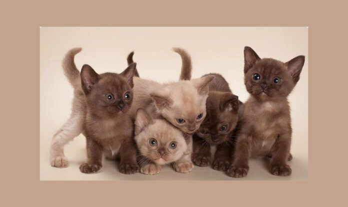 Обираємо чотирилапого друга: п'ять найласкавіших порід котів у світі