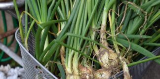 Як найкраще садити цибулю на підвіконні  