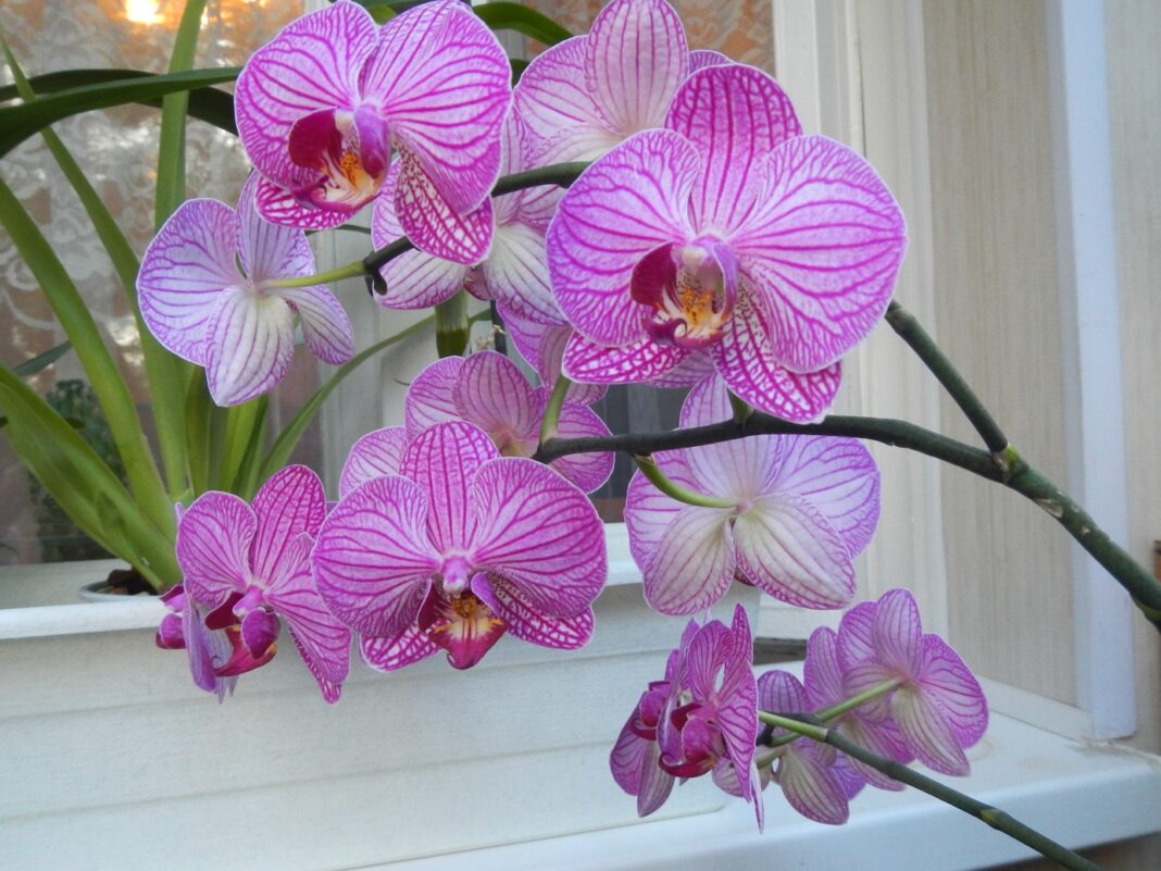 Садівники розповіли головні правила догляду за орхідеями для пишного цвітіння