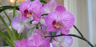 Садівники розповіли головні правила догляду за орхідеями для пишного цвітіння