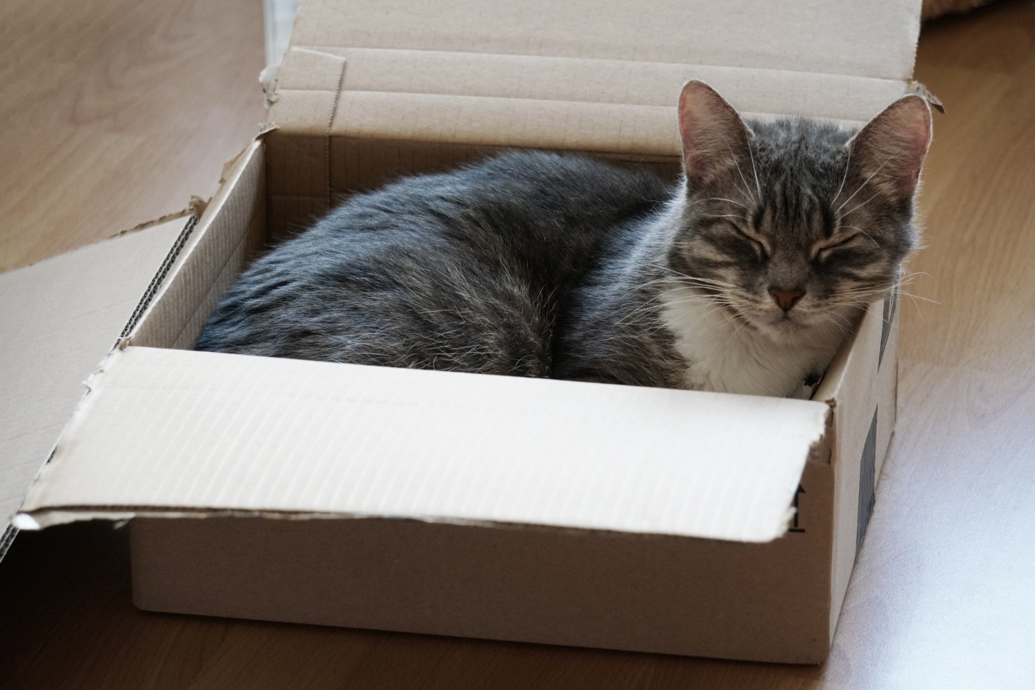 Чому коти обожнюють картонні коробки