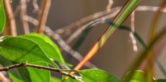 Квітникар розповів, як вдало кава може підживити фікус