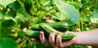 Городник розповів, чим слід підживлювати огірки, щоб були солодкими