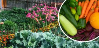 Невибагливі культури для вирощування на городі