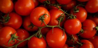 Експерти назвали сприятливі дати за Місячним календарем для посадки томатів