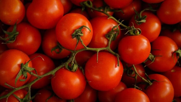 Експерти назвали сприятливі дати за Місячним календарем для посадки томатів