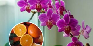 Добриво для орхідей з апельсинів