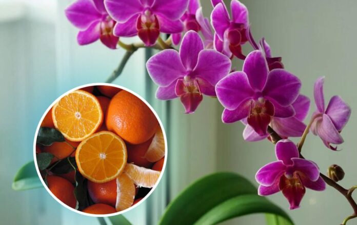 Добриво для орхідей з апельсинів