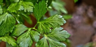 Добриво для зелені на городі