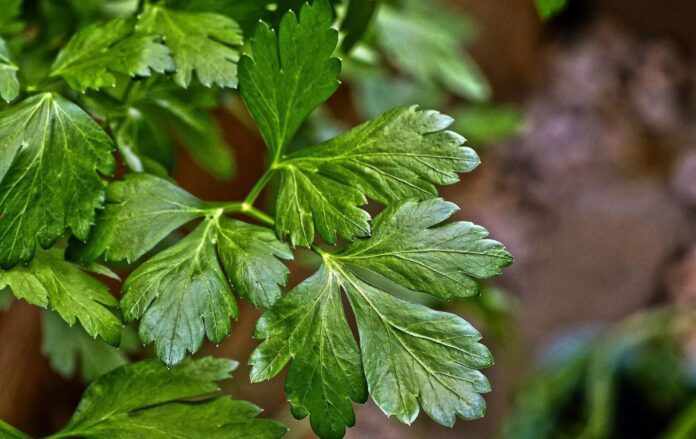 Добриво для зелені на городі Добриво для зелені на городі