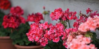 Квітникар розповів про добриво для домашніх квіток, щоб вони зацвіли