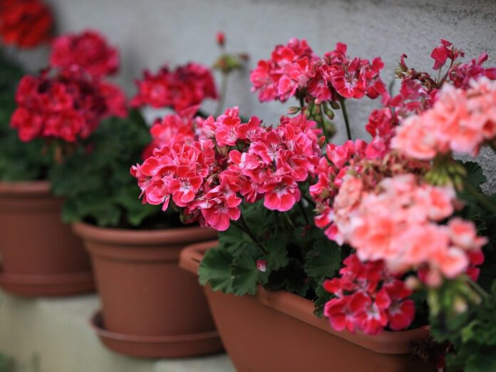Квітникар розповів про добриво для домашніх квіток, щоб вони зацвіли