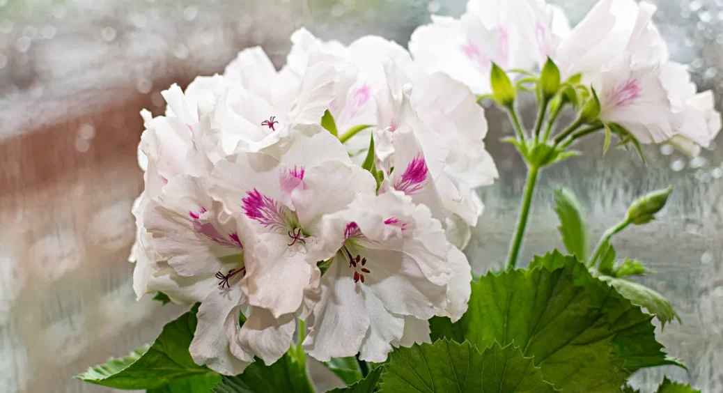 Переродилася після зими і зацвіла за 24 години: завдяки цьому підживленню герань одразу вся в бутонах 