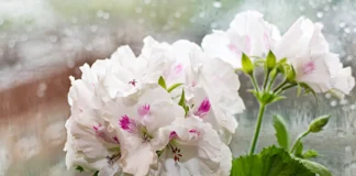 Рецепт простого, але ефективного добрива для герані