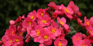 Квітникар розповів, які квіти посадити на північній стороні будинку