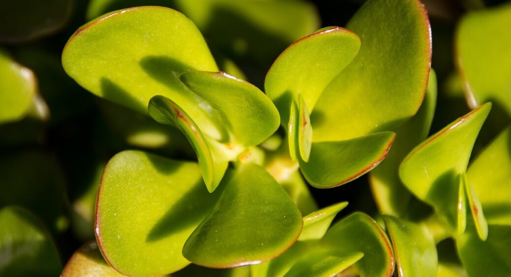 Зробіть це з грошовим деревом і не помітите, як гроші потечуть рікою: користуємось енергетикою рослини 