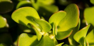 Езотерик розповів, як активувати грошове дерево для енергії багатства