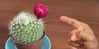 Як правильно поливати квіти вдома, аби вони розцвіли 