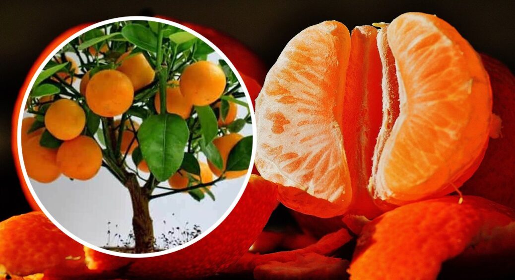 Тепер кісточки від мандаринів не викидаю: проростила справжнє дерево, яке почало приносити фрукти з часом 