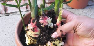 Як виростити імбир в домашніх умовах