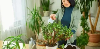 Експерти назвали найдієвіший засіб підкормки грошового дерева