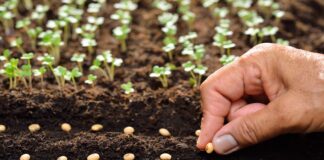 Хитрий прийом досвідчених дачників: як пришвидшити ріст розсади, щоб вона добре прижилася на грядці