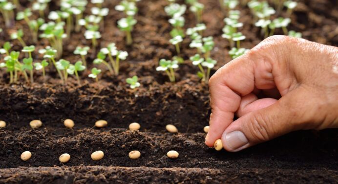 Коли сіяти розсаду у лютому 2024: сприятливі дні для посіву насіння, щоб отримати багатий врожай 