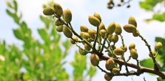 Садівник розповів, як виростити фісташкове дерево вдома