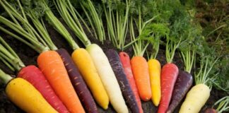 Експерти назвали найкращі сорти для посіву весною 2024