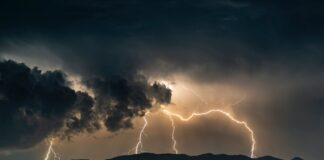 Які дерева краще не садити на ділянці, бо вони притягують грозу 