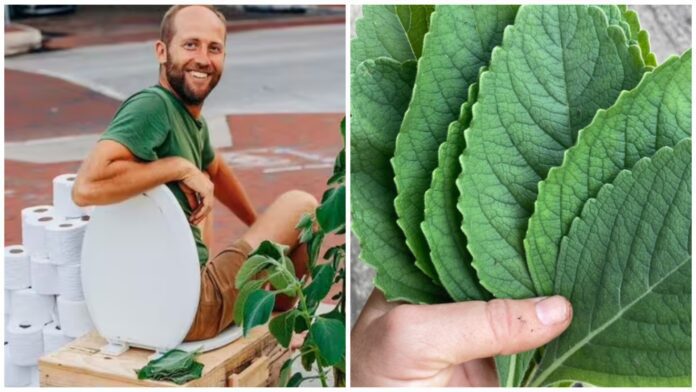 Вирощувати туалетний папір можна прямо вдома