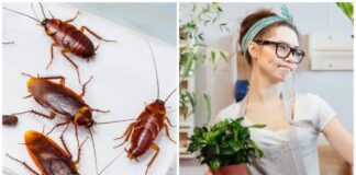 Кімнатні рослини, які приманюють тарганів