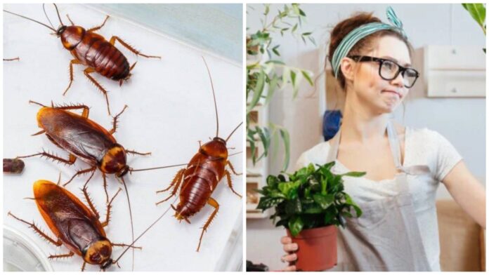 Кімнатні рослини, які приманюють тарганів